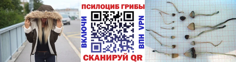 дарнет шоп  Чайковский  Галлюциногенные грибы Cubensis 